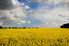 Gelb bis zum Horizont