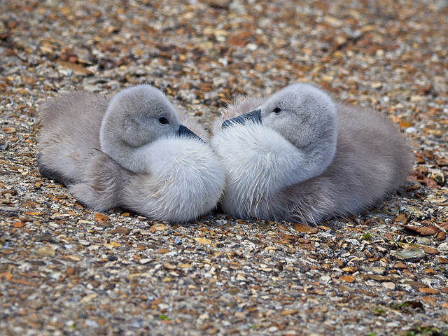 Mute Swan Cygnets (+ PiPs)