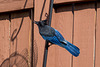 Steller's Jay 02