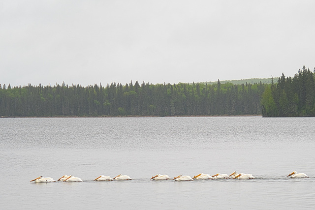 pelican patrol