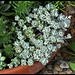 Sedum spathulifolium 'Cape Blanco' (2)