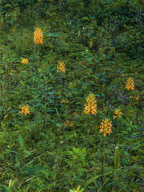 Platanthera ciliaris (Yellow Fringed orchid)