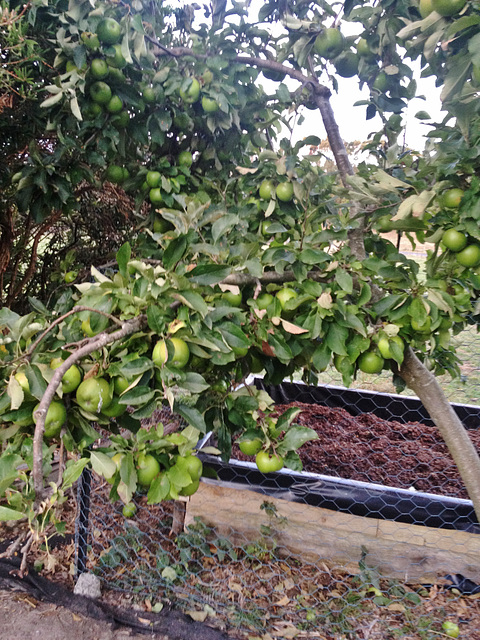 our super productive Granny Smith tree