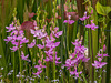 Orchids in the front yard Bog Garden