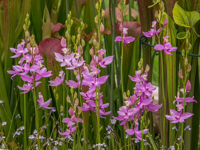 Orchids in the front yard Bog Garden