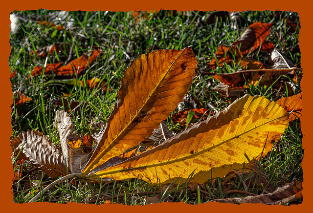 Autumn leafes