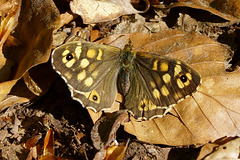 Waldbrettspiel (Pararge aegeria) am Harzrand