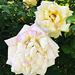 Roses blanches