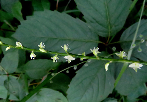 Possibly Knotweed?