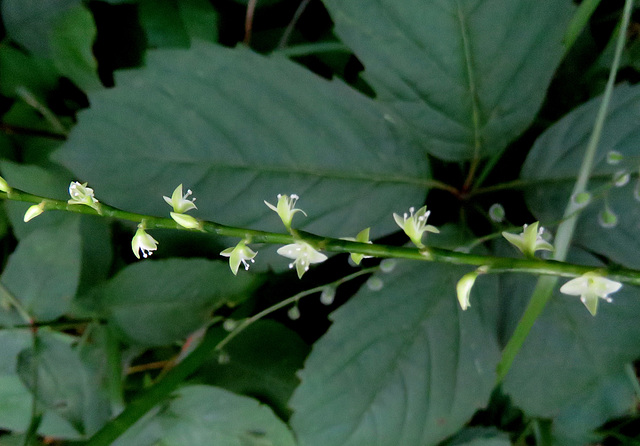 Possibly Knotweed?