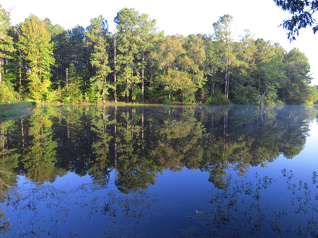 Pond reflections