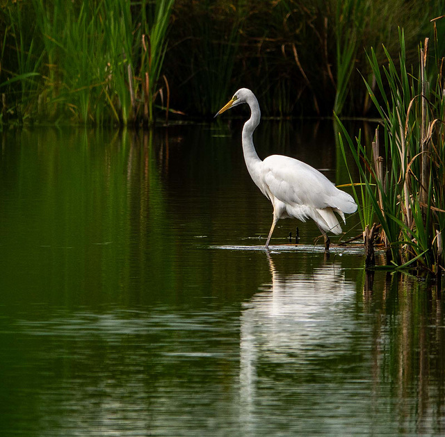 Great white egret