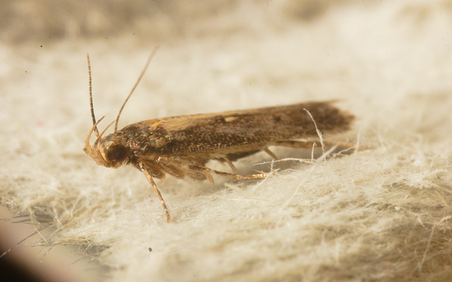 IMG 2545 Moth