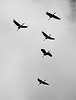 Flying by.........