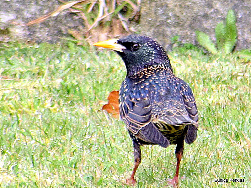 Starling