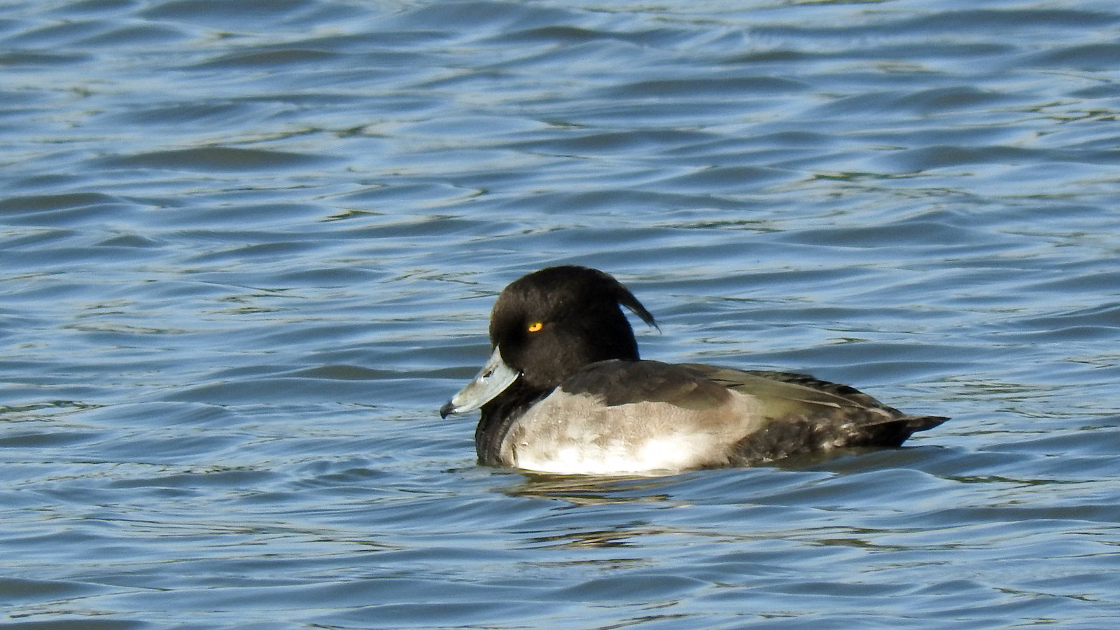 Tufted Duck