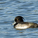 Tufted Duck