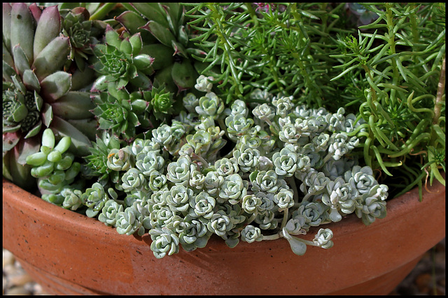 Sedum spathulifolium 'Cape Blanco'