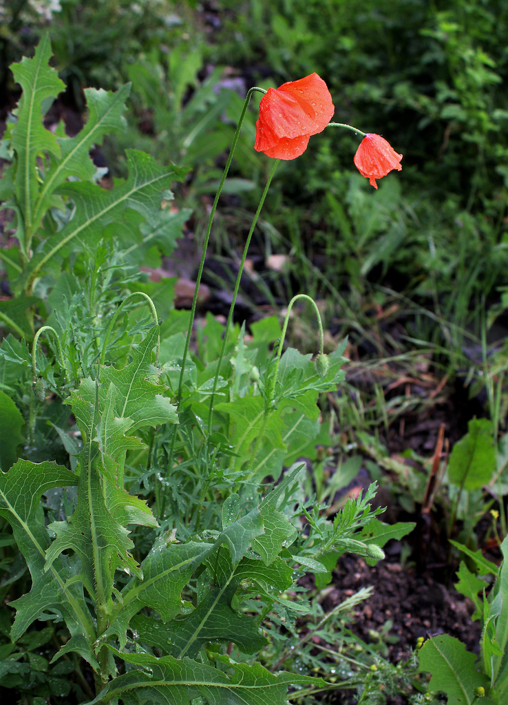 Papaver dubium (1)