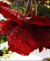 perles de pluie