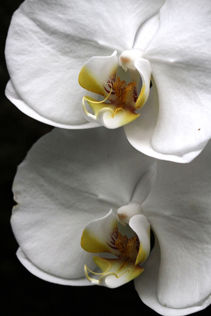 Phalenopsis