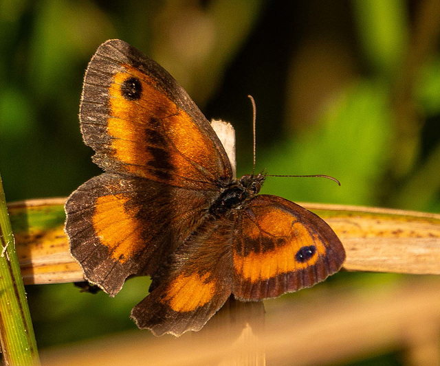 Gatekeeper butterfly