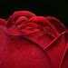 Rote Rose