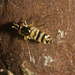 IMG 2861 Hoverfly-5