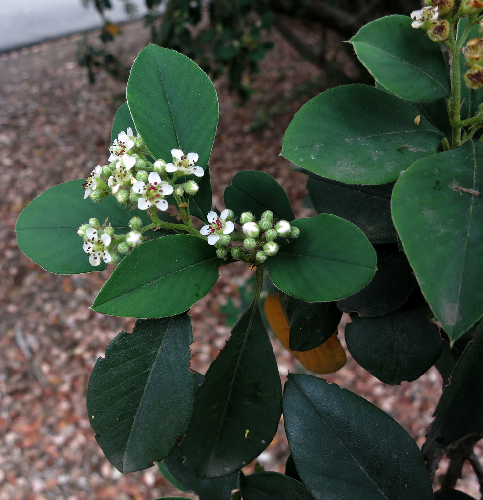 L.A. County Arboretum (0929)