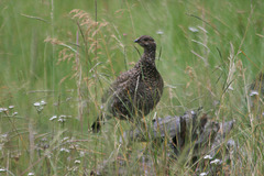 Sage grouse