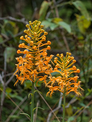 Platanthera ciliaris (Yellow Fringed orchid)