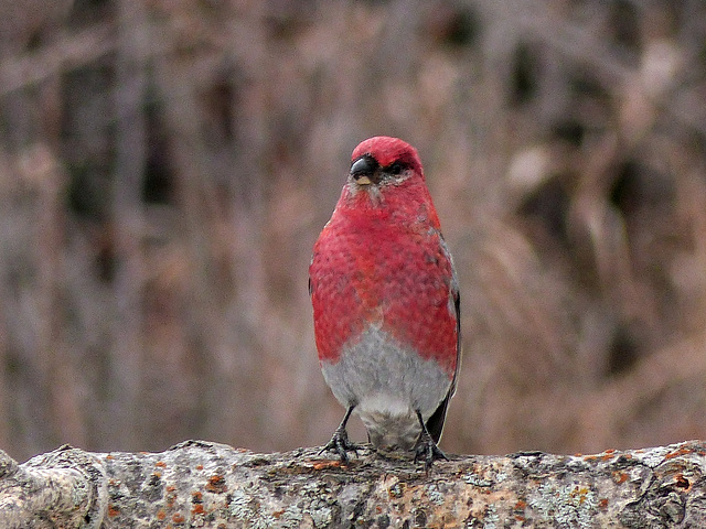 A great winter for Pine Grosbeaks