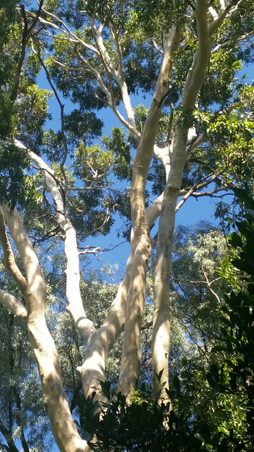 Eucalypt