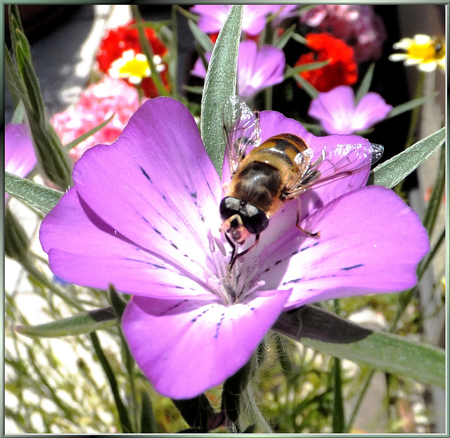 Schwebfliege auf Kornrade.  ©UdoSm