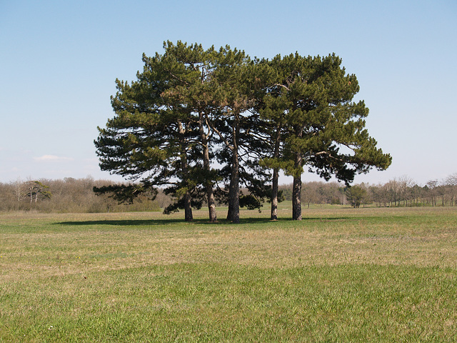 Пять деревьев на поляне / Five Trees in the Meadow