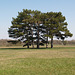 Пять деревьев на поляне / Five Trees in the Meadow