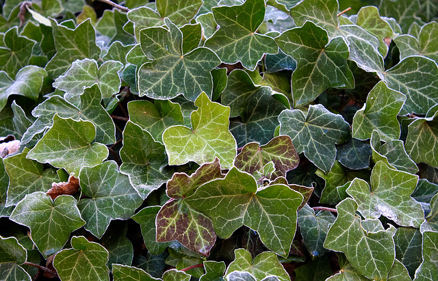 Ivy