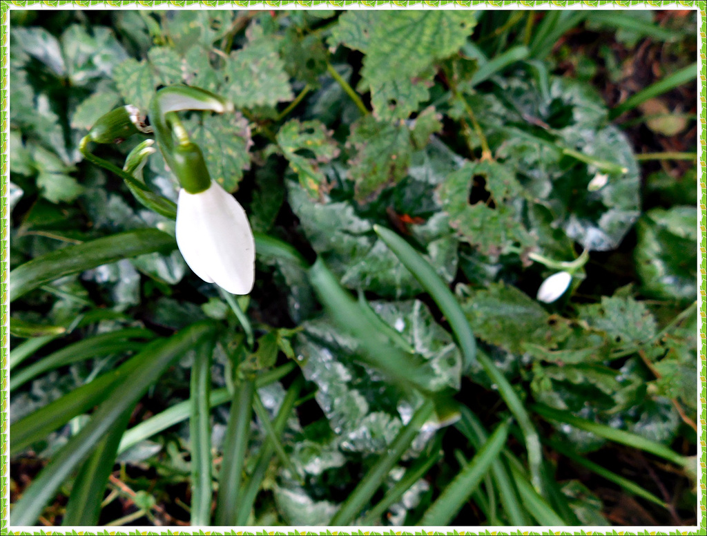 Perce-neige au jardin