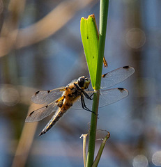 Broad bodied chaser