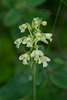 Gymnadeniopsis clavellata (Club-spur orchid)