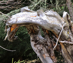 Chimère