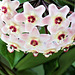 The nectar dripping out of the hoya