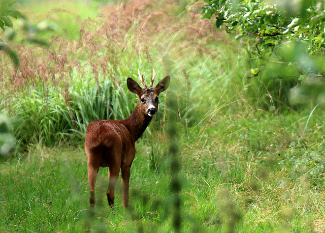 une belle apparition .....