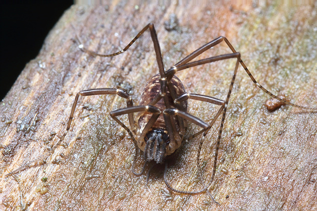 2024-01-08-04.46.36 ZS retouchedHarvestman