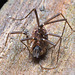 2024-01-08-04.46.36 ZS retouchedHarvestman