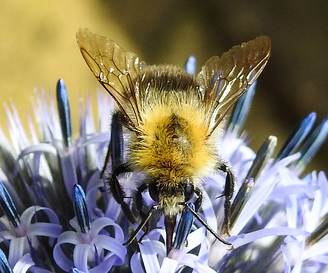 20240718 0523CPw [D~LIP] Kugeldistel, Ackerhummel (Bombus pascuorum), BS