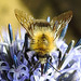 20240718 0523CPw [D~LIP] Kugeldistel, Ackerhummel (Bombus pascuorum), BS