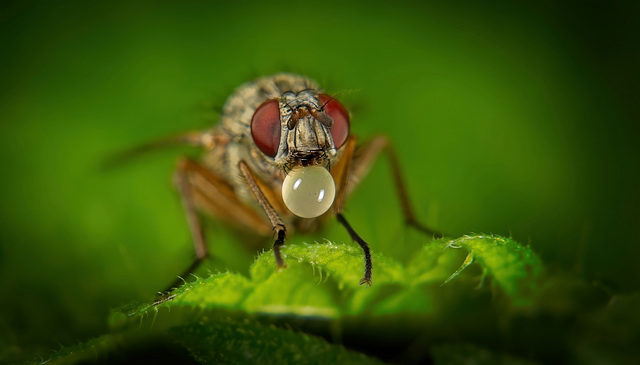 Der Verdauungstropfen bei einer Fliege :)) The digestive drop for a fly :)) La goutte digestive pour une mouche :))