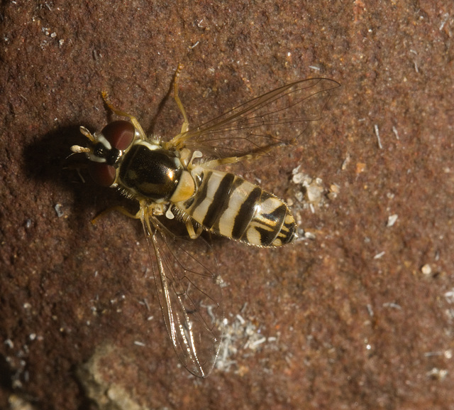 IMG 2860 Hoverfly-5 IMG 2860 Hoverfly-5