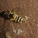 IMG 2860 Hoverfly-5